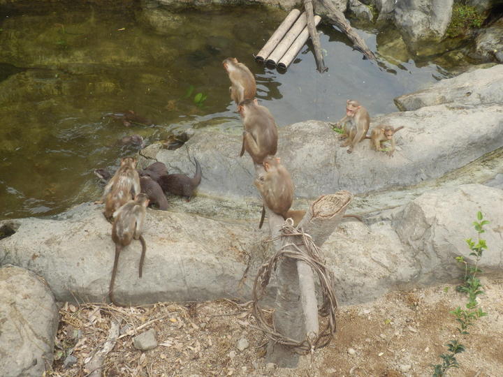 コツメカワウソとボンネットモンキー