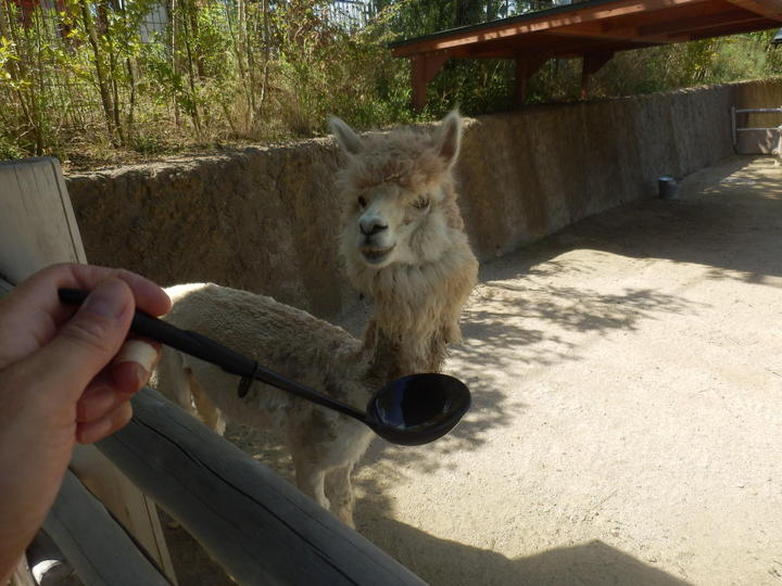 タック餌やり