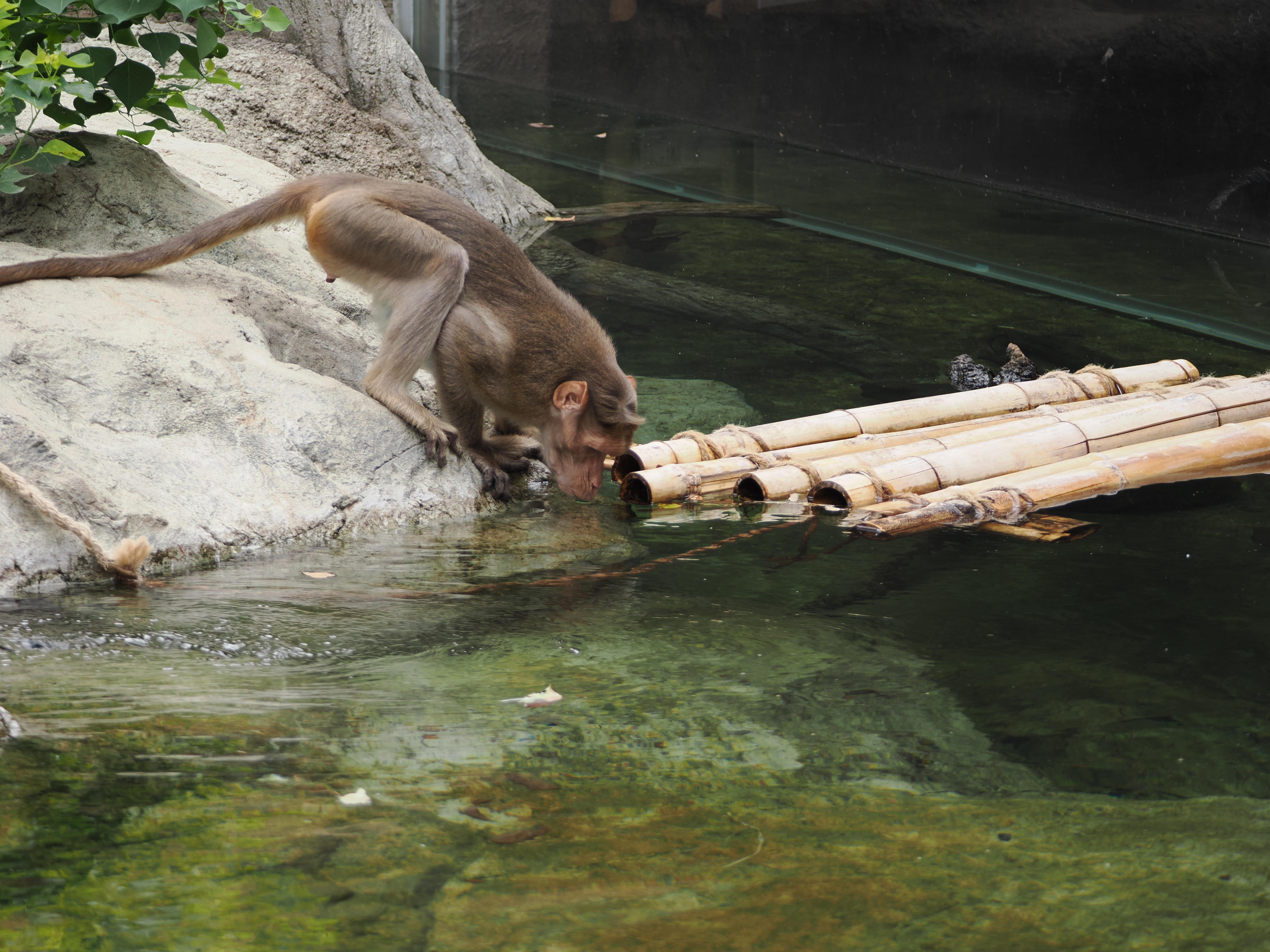 いかだ気になり