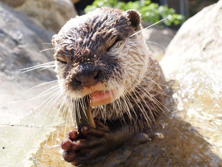 ドジョウ