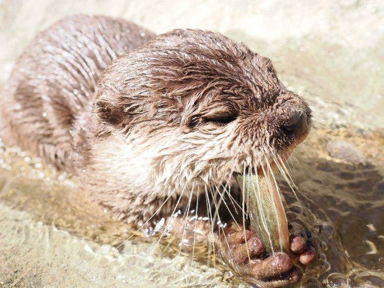 ドジョウ