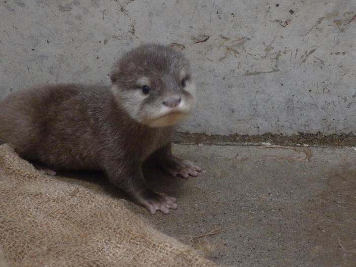 2017コツメカワウソの赤ちゃん