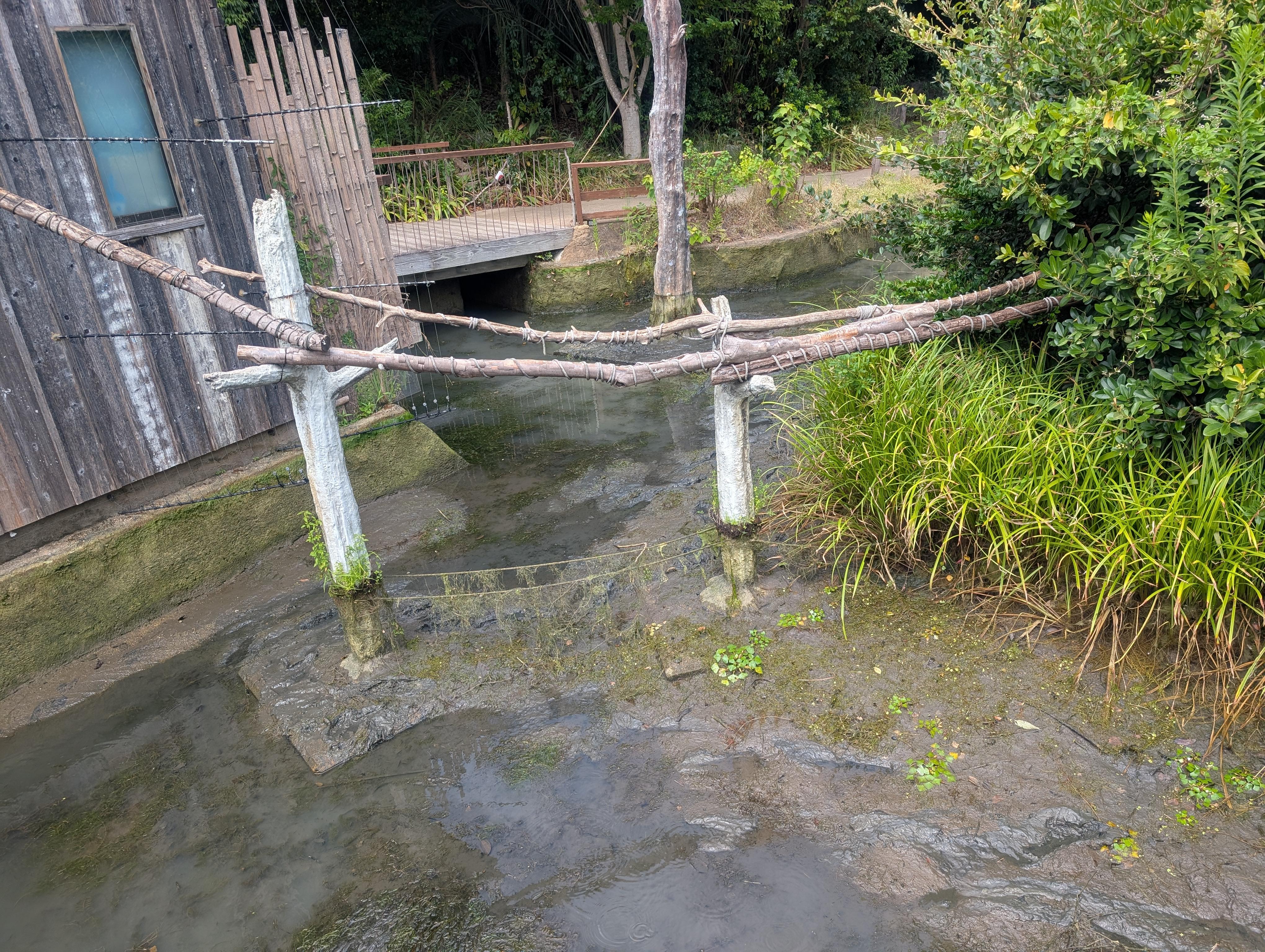 リスザル