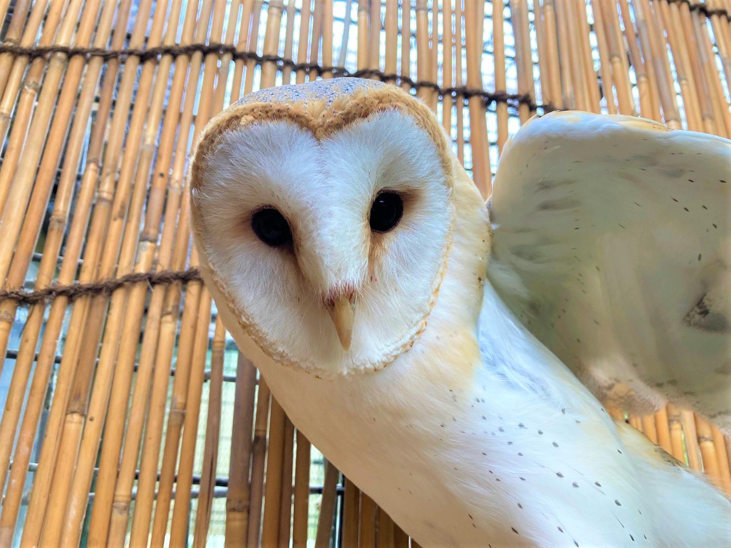 ６月１４日 メンフクロウとまつぼっくり 飼育員ブログ ときわ動物園 ときわ公園 山口県宇部市