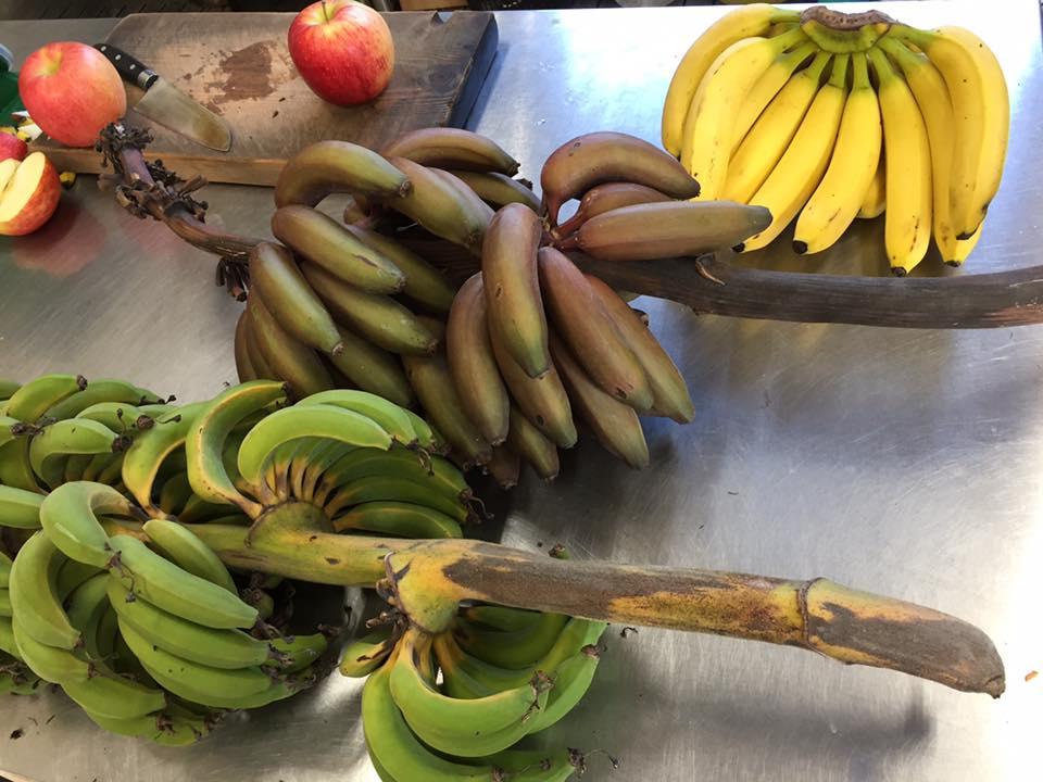 bananas.jpg