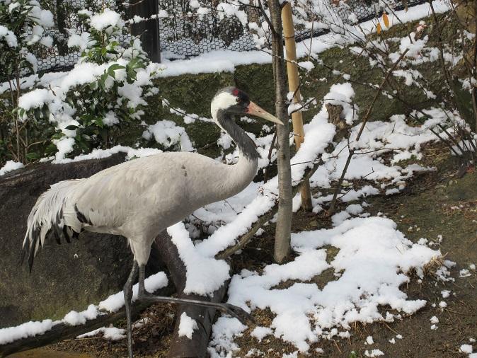 雪・クロヅル.JPG