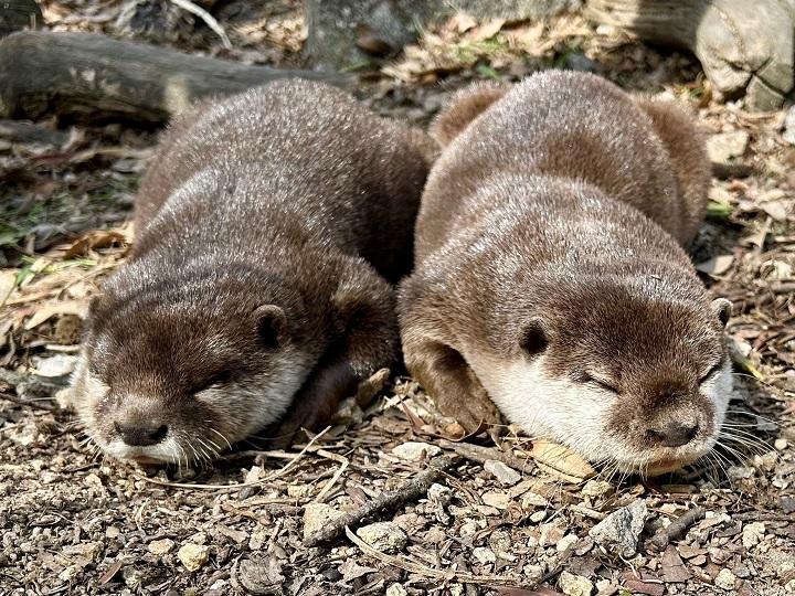 コツメカワウソ♂ボンと♀リンの寝姿