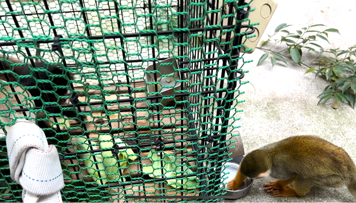 ぺルドンの餌が気になるウメ