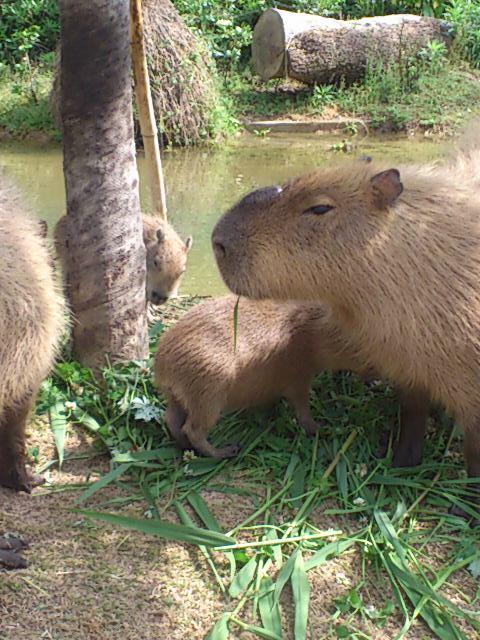 草を食むカピバラ.jpg