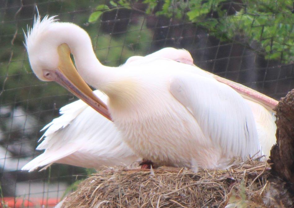 ペリカン♀カンと仔（嘴開口）.JPG