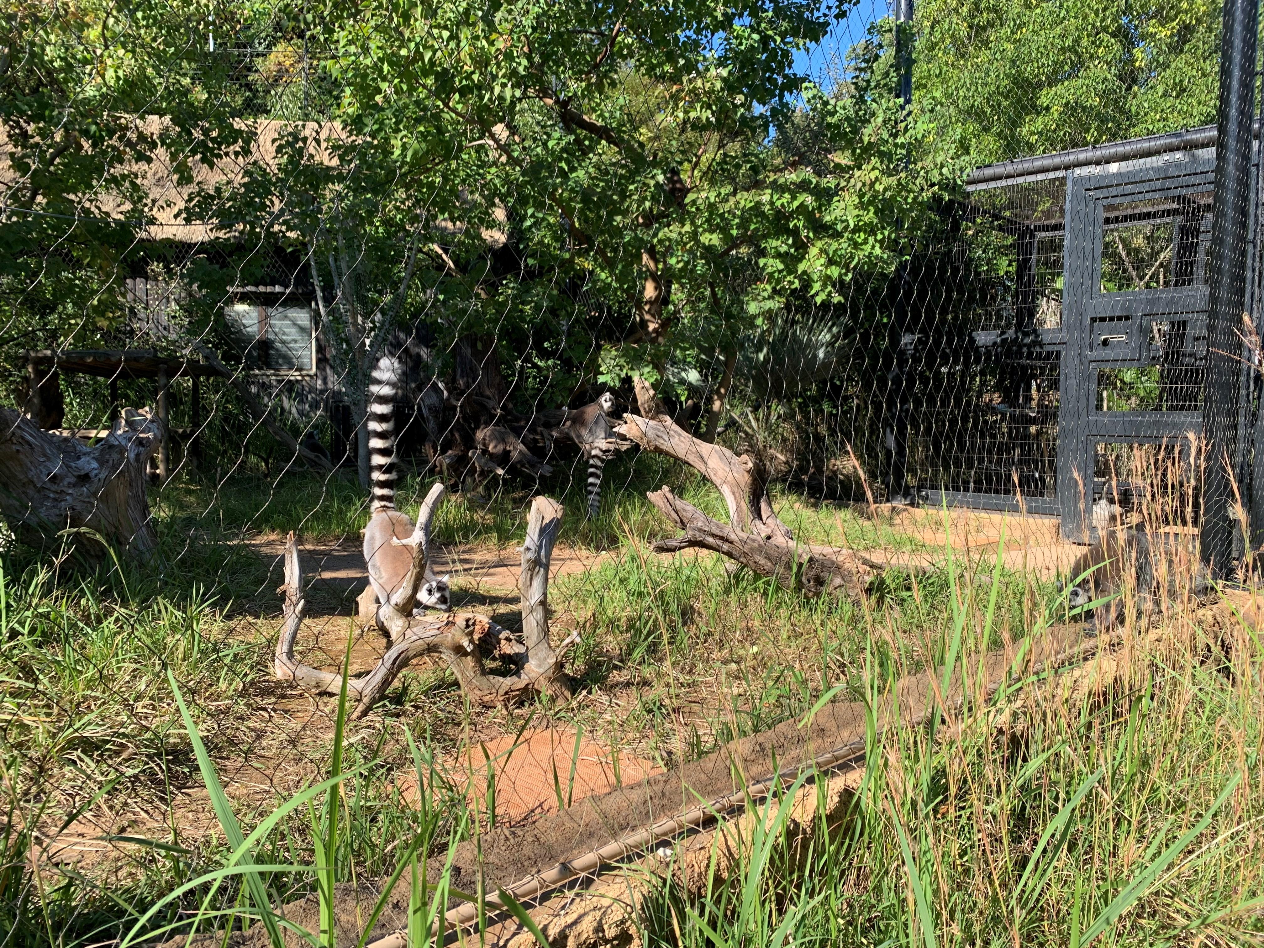 ワオキツネザル展示場