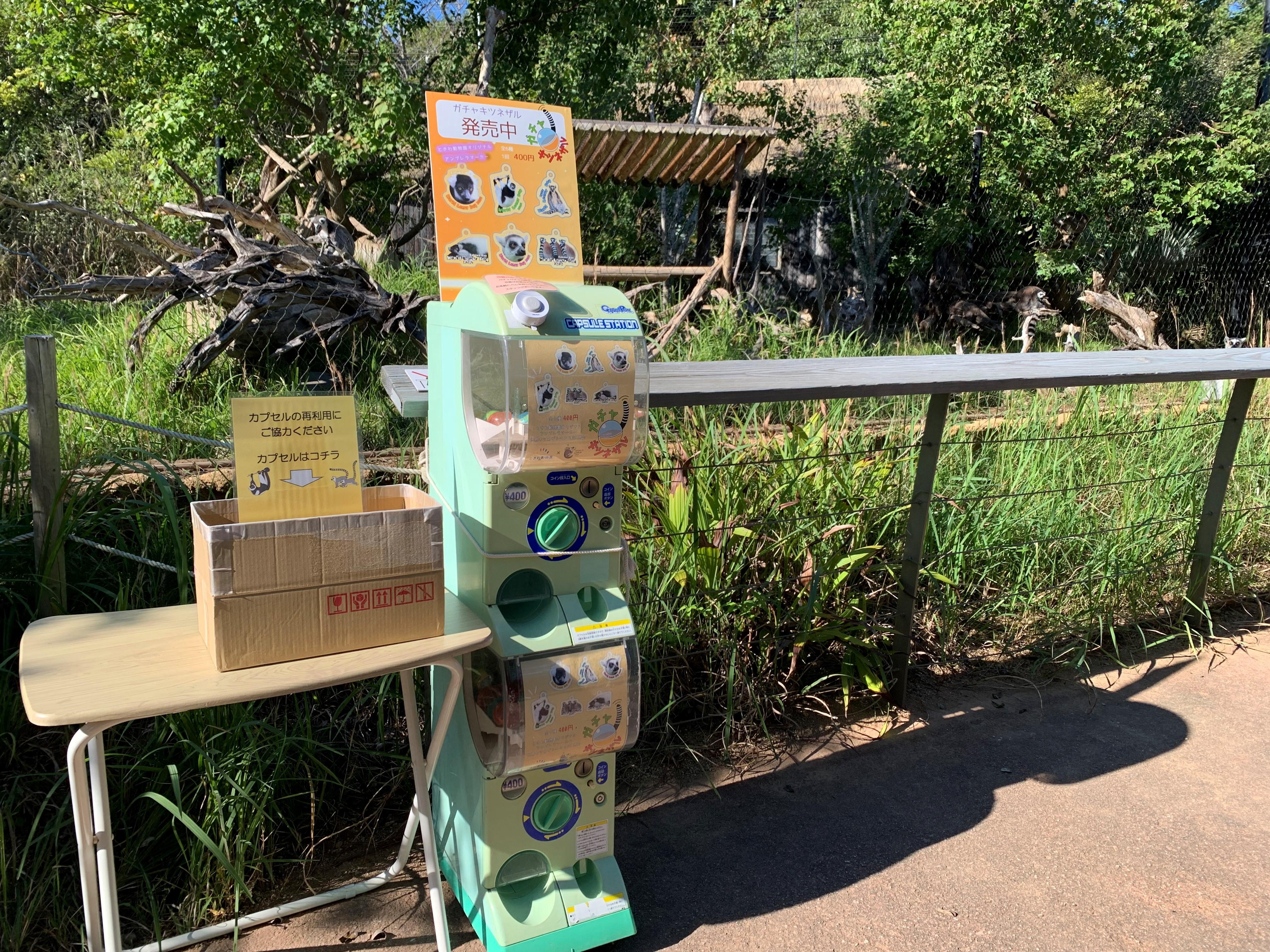 ガチャキツネザル