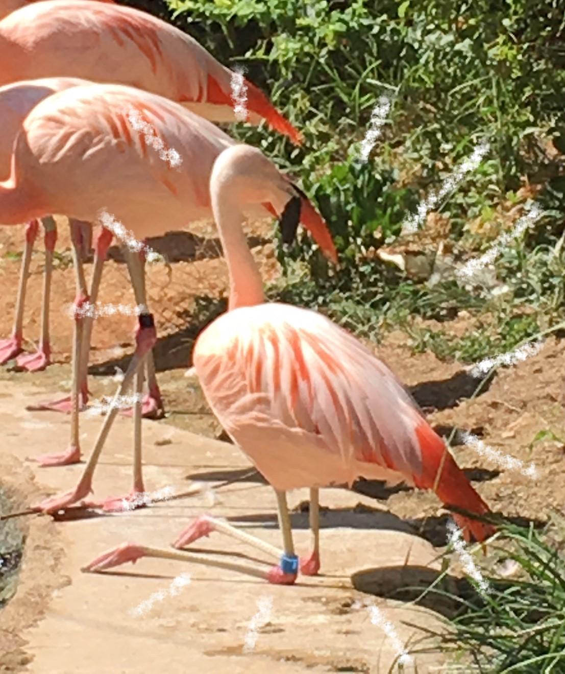 9月11日 魅惑のフラミンゴ足 飼育員ブログ ときわ動物園 ときわ公園 山口県宇部市