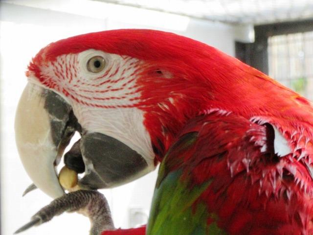 10月10日 鳥の耳 飼育員ブログ ときわ動物園 ときわ公園 山口県宇部市