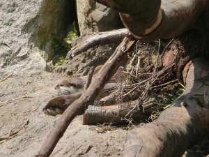 カワウソ昼寝（ブログ用）