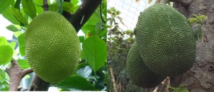 jackfruits