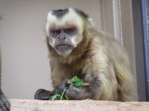 ゴクウのドヤ顔