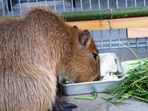 エサ食うワサビ