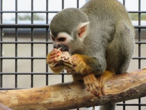 クナ鶏頭