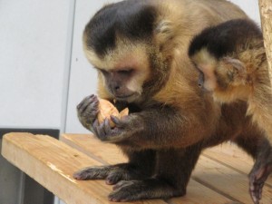 クルミを噛んで割っちゃったゴクウさん