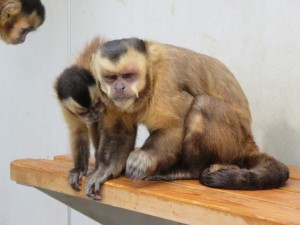 オニグルミをたたきつけるゴクウさん