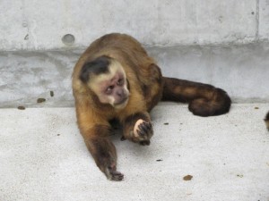 クルミを持ったゴクウさん