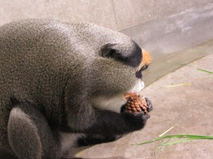 クッキーまつぼっくりぱくり