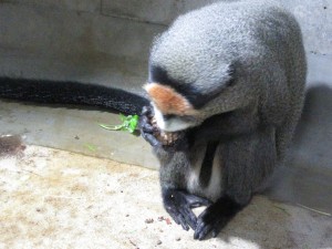 まつぼっくり食べるチーコ