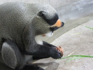 クッキーまつぼっくりヨダレ