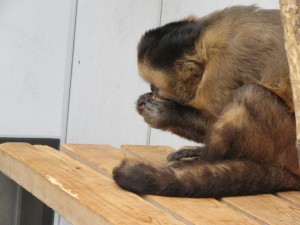 クルミを噛むゴクウさん