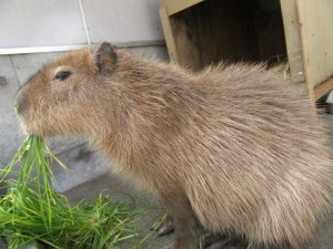 緑餌食べるワサビ