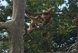 樹上でじゃれる