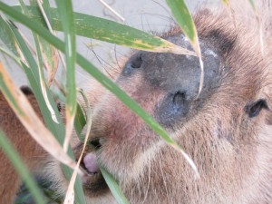 笹食べエイコ