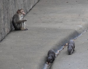 ボンネットとカワウソ