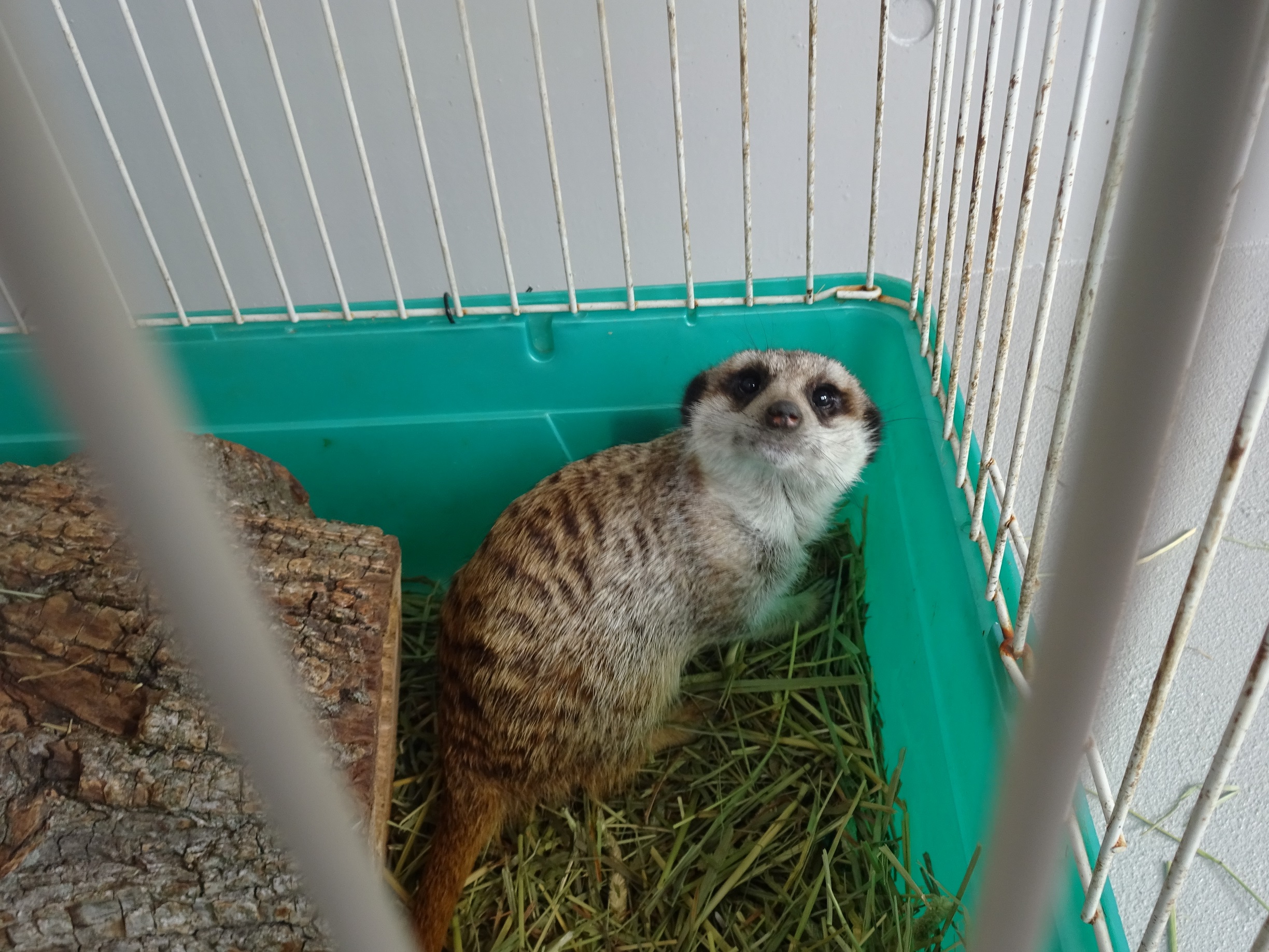 ４月２５日 アナゴの展示始めました 飼育員ブログ ときわ動物園 ときわ公園 山口県宇部市