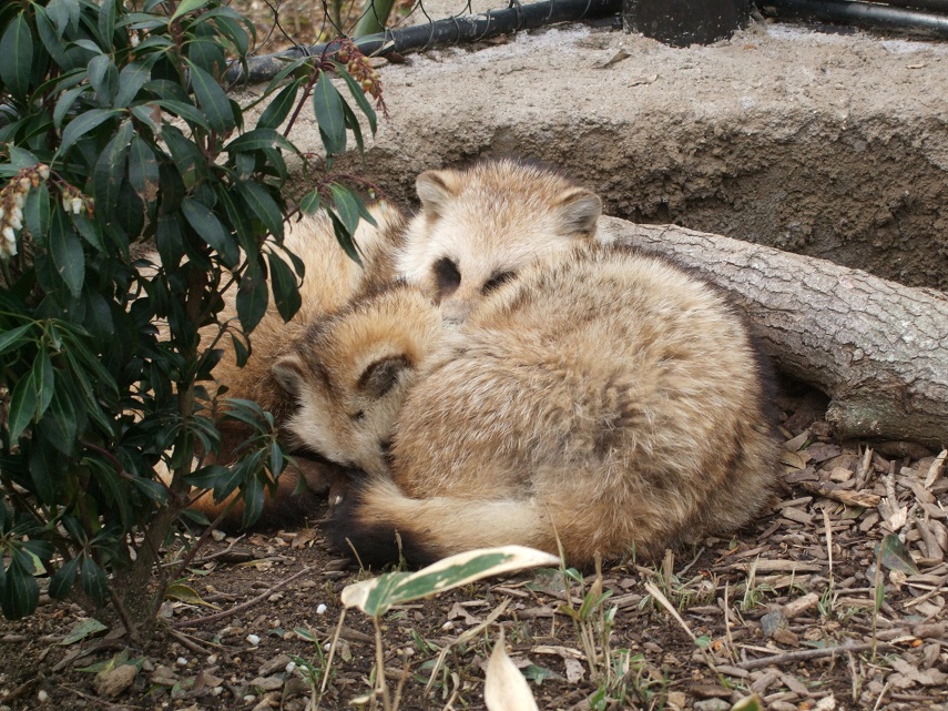 タヌキ昼寝