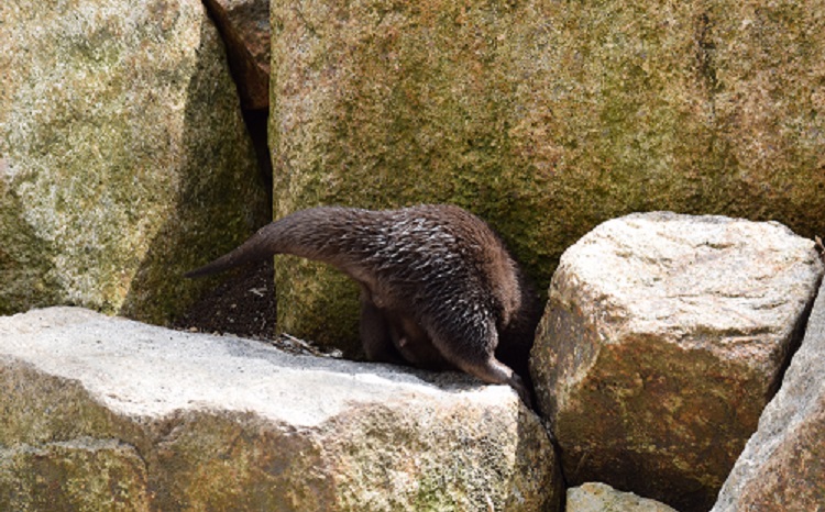 カワウソ潜り込む