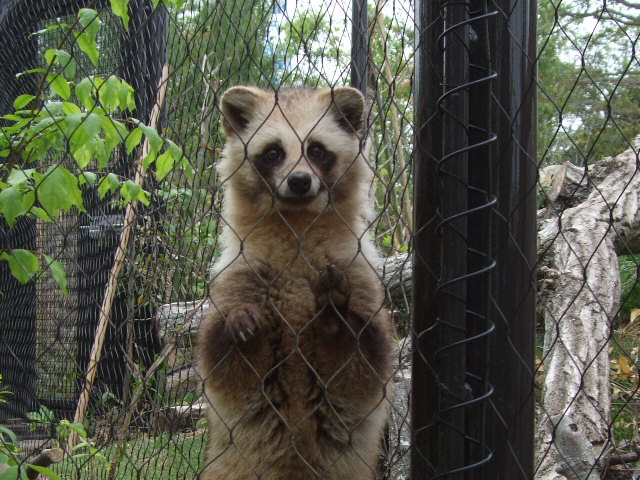 カズヤ熊