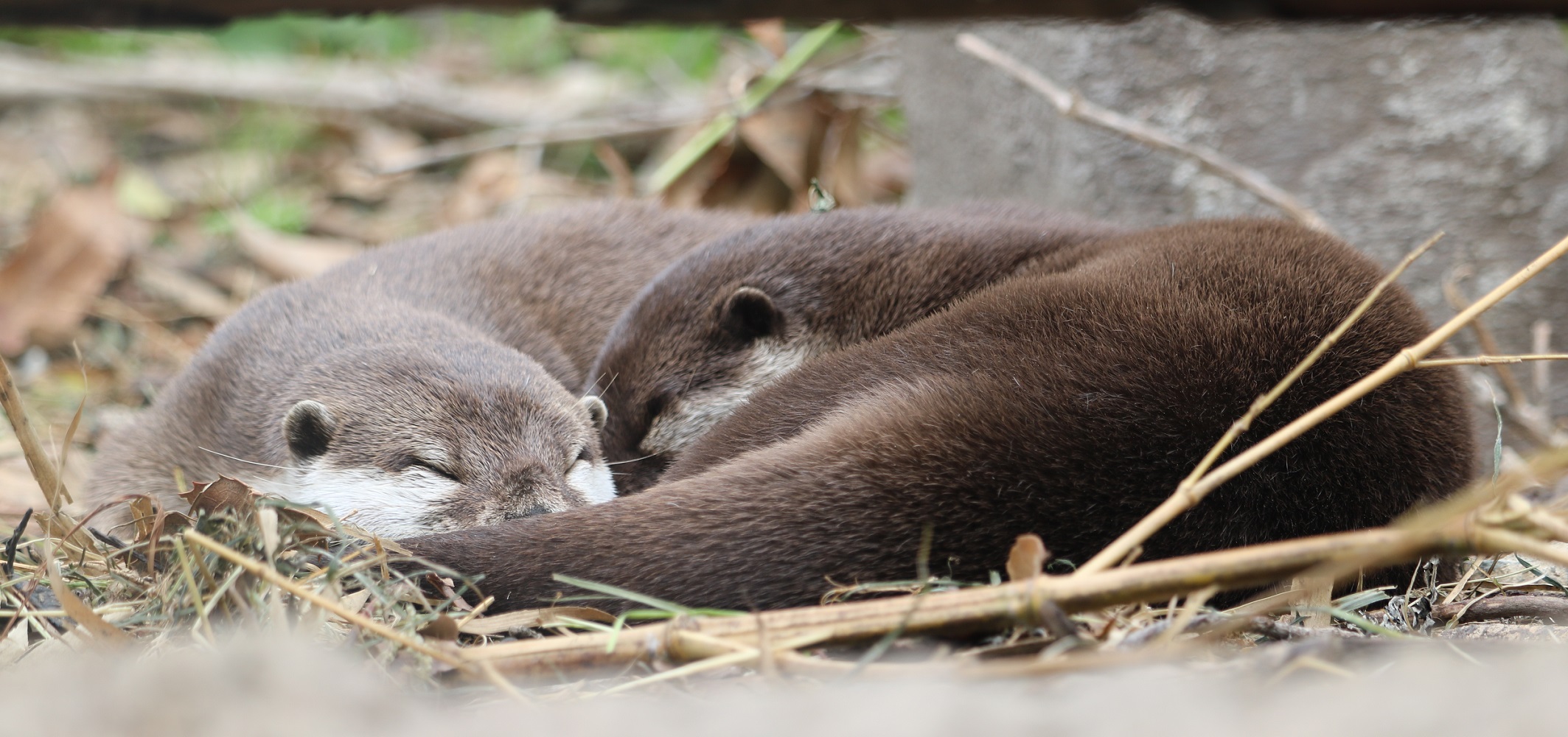 カワウソ