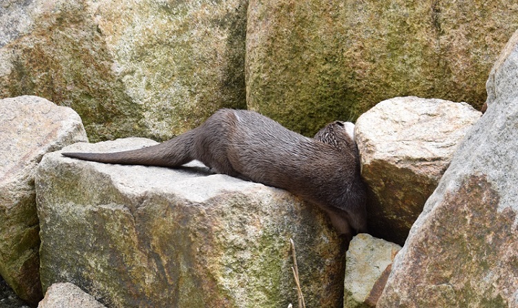 カワウソ気になる