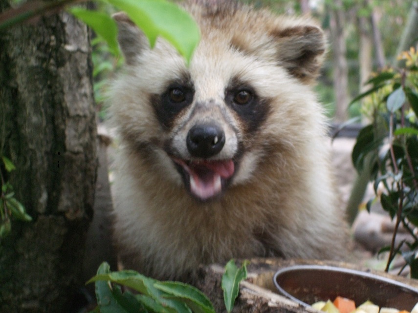 マユ・ぺろ