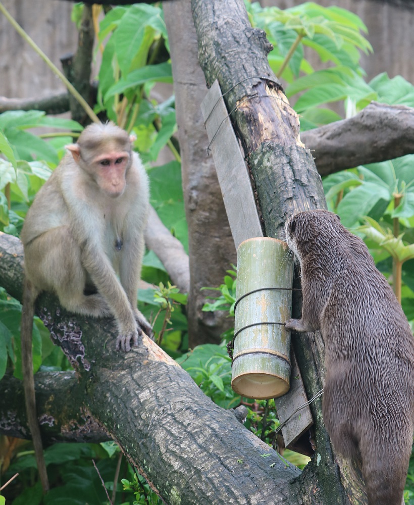 カワウソとボンネット