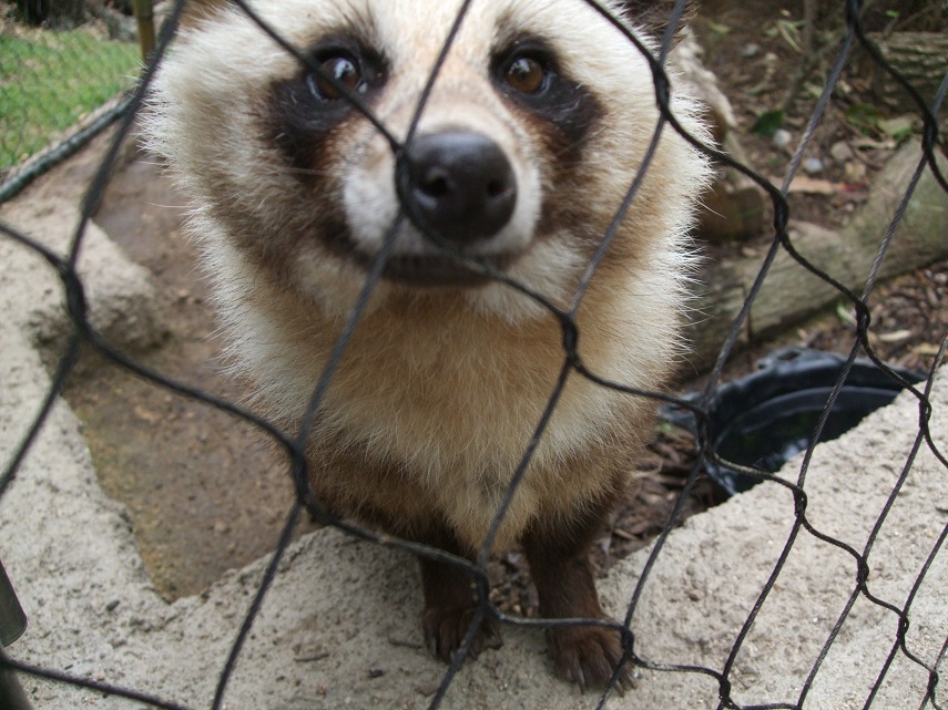 タヌキ寄り