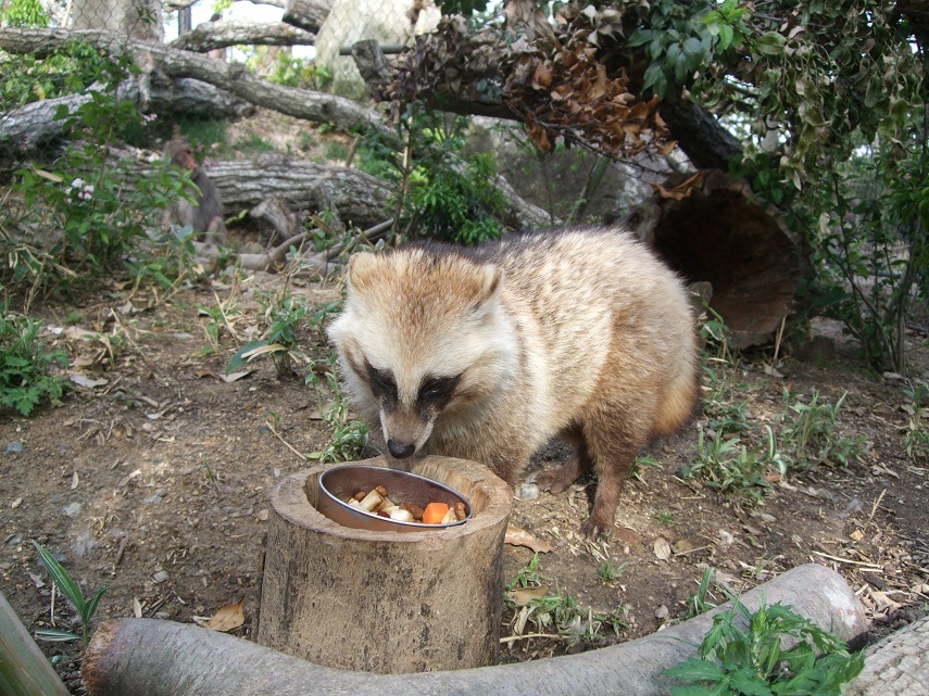 タヌキ餌