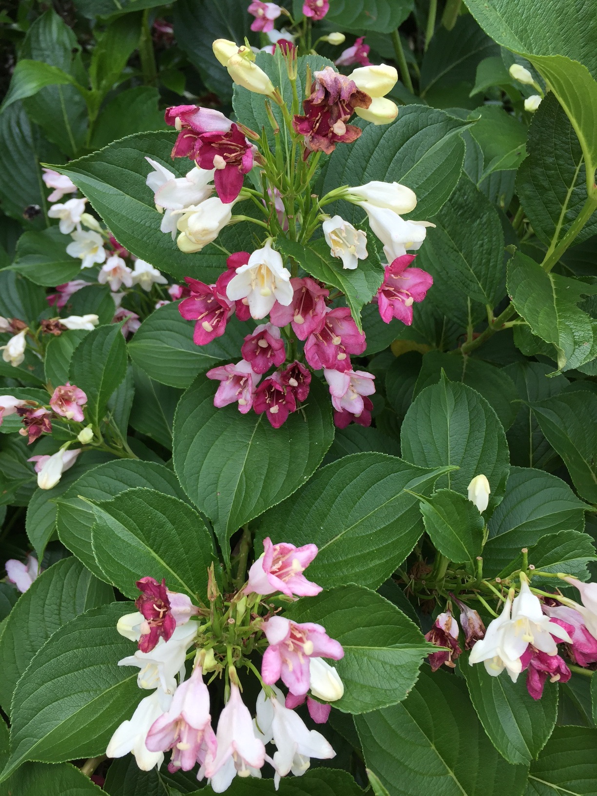 夏 の 花木 ピンク