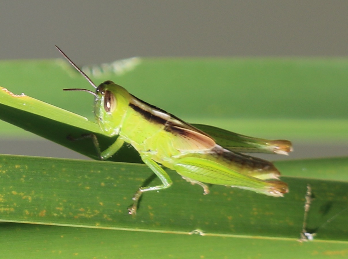 コバネイナゴ幼虫1