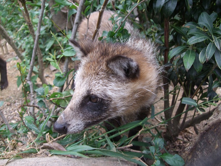 飼育 タヌキ